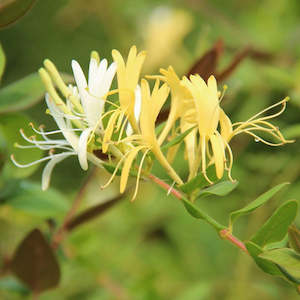 Honeysuckle Jasmine Fragrance