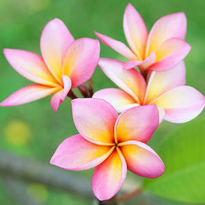 Seaside Plumeria Fragrance