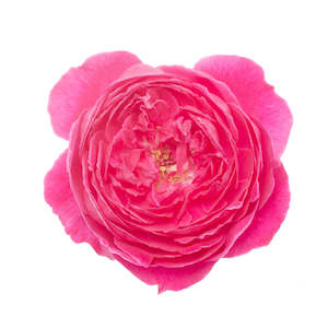 Rose Otto, Bulgarian Essential Oil