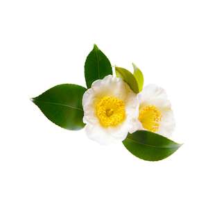 Camellia Oil, Organic