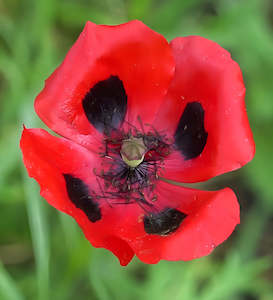 Papaver commutatum | Ladybird