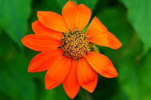 Annuals & Biennials: Tithonia sp. | Sunset Mix