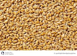 Pet: Wheat