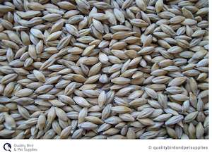 Pet: Barley NZ