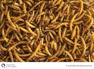 Dried Mealworms - Topflite