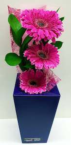 Pink Gerbera Bloom