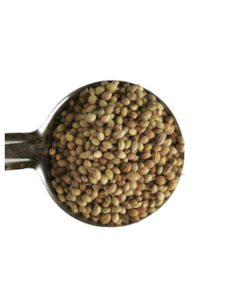 Organic Coriander Seeds