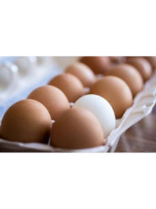 Bread Eggs: Chook Eggs