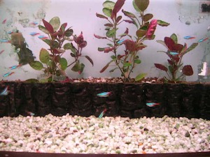 White Stones - 5kg - Redwood Aquatics Aquarium & Water Garden Centre