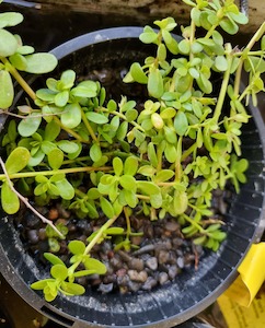 Live Plants: Bacopa Monnieri - Babies Tears - Redwood Aquatics Aquarium & Water Garden Centre