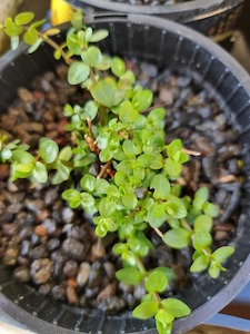 Gratiola Sexdentata - Redwood Aquatics Aquarium & Water Garden Centre