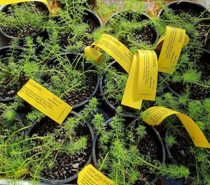 Hippuris Vulgaris - Mare's Tail 13cm - Redwood Aquatics Aquarium & Water Garden Centre