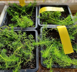 Hippuris Vulgaris - Mare's Tail 19cm - Redwood Aquatics Aquarium & Water Garden Centre