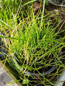 Lilaeopsis Mauritiana - Redwood Aquatics Aquarium & Water Garden Centre