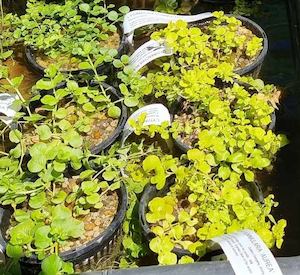 Live Plants: Lysimachia nummularia Aurea Gold - Redwood Aquatics Aquarium & Water Garden Centre