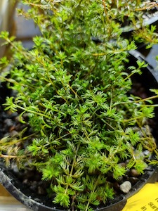 Myriophyllum Propinquum - Water Milfoil - Redwood Aquatics Aquarium & Water …