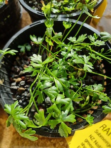 Live Plants: Ranunculus Amphitrichus - Rivularis - Redwood Aquatics Aquarium & Water Garden Centre