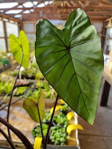 Live Plants: Alocasia Nigra - Black Taro - Redwood Aquatics Aquarium & Water Garden Centre