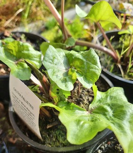 Live Plants: Caltha Palustris - Marsh Marigold - Redwood Aquatics Aquarium & Water Garden Centre