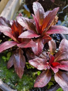 Live Plants: Lobelia Fulgens Cardinalis - Cardinal Flower - Redwood Aquatics Aquarium & Water Garden Centre