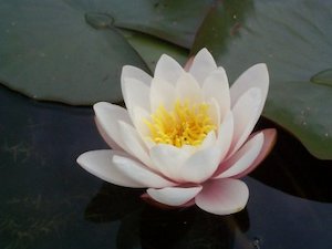 Live Plants: Carnea Water Lily - Redwood Aquatics Aquarium & Water Garden Centre