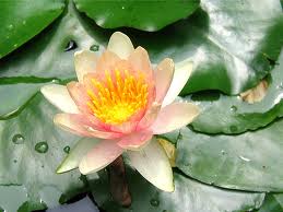 Comanche Water Lily - Redwood Aquatics Aquarium & Water Garden Centre