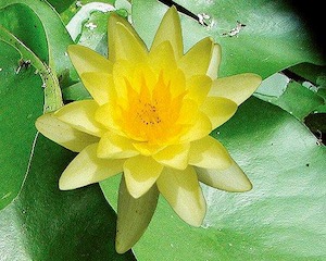 Live Plants: Cromatella Water Lily - Redwood Aquatics Aquarium & Water Garden Centre