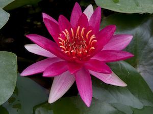 Live Plants: Escarboucle Water Lily - Redwood Aquatics Aquarium & Water Garden Centre