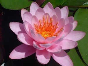 Live Plants: Firecrest Pink Water Lily - Redwood Aquatics Aquarium & Water Garden Centre