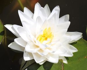 Gonnere White Water Lily - Redwood Aquatics Aquarium & Water Garden Centre