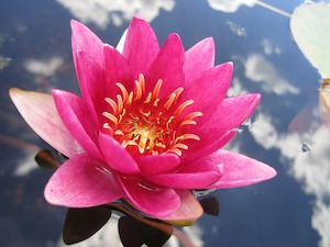 Live Plants: Laydekeri Fulgens Red Water Lily - Redwood Aquatics Aquarium & Water Garden Centre