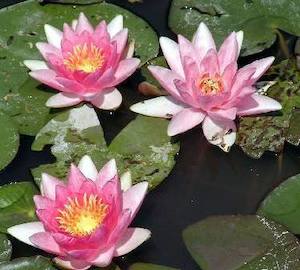 Rene Gerard Water Lily - Redwood Aquatics Aquarium & Water Garden Centre