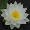 Richardsonii Water Lily - Redwood Aquatics Aquarium & Water Garden Centre