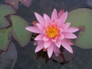 Live Plants: Rose Arey Water Lily - Redwood Aquatics Aquarium & Water Garden Centre