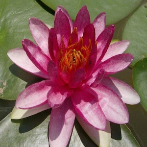 Sultan Water Lily - Redwood Aquatics Aquarium & Water Garden Centre