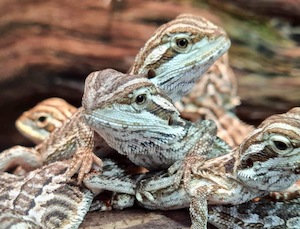 Baby Bearded Dragons - Redwood Aquatics Aquarium & Water Garden Centre