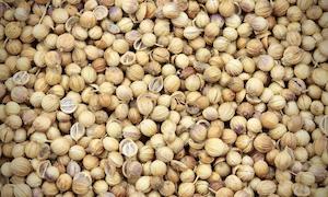 Specialised food: Coriander Seeds