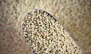 Organic Buckwheat