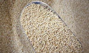 Specialised food: Organic Quinoa