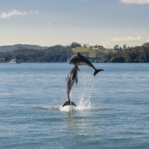 Hole in the Rock Dolphin Cruise – Bay of Islands – 1 Child