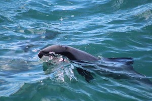 Kaikoura Whale watching tour including lunch ex Christchuch – 1 Adult