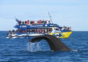 Kaikoura Whale watching tour ex Christchuch – 2 people