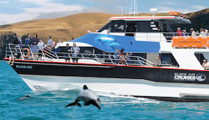 Products: Akaroa Harbour Cruise (2 people)