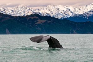 Kaikoura Whale watching tour ex Christchuch – 1 adult