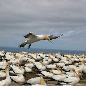 Gannet Safari – Hawkes Bay – 1 Adult – 3 Hrs