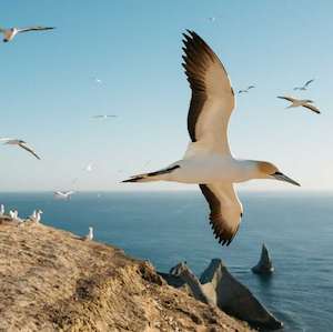 Gannet Safari – Hawkes Bay – 2 People – 3 Hrs