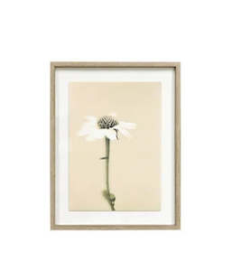 Framed Wall Art - Echinacea - Single