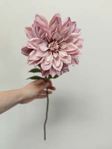 Administrative: DAHLIA - SINGLE FLOWER - PINK