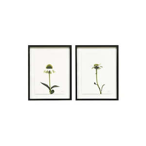 Framed Wall Art - Echinacea - Set Of 2