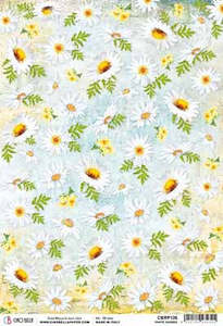 Administrative: WHITE DAISIES - A4